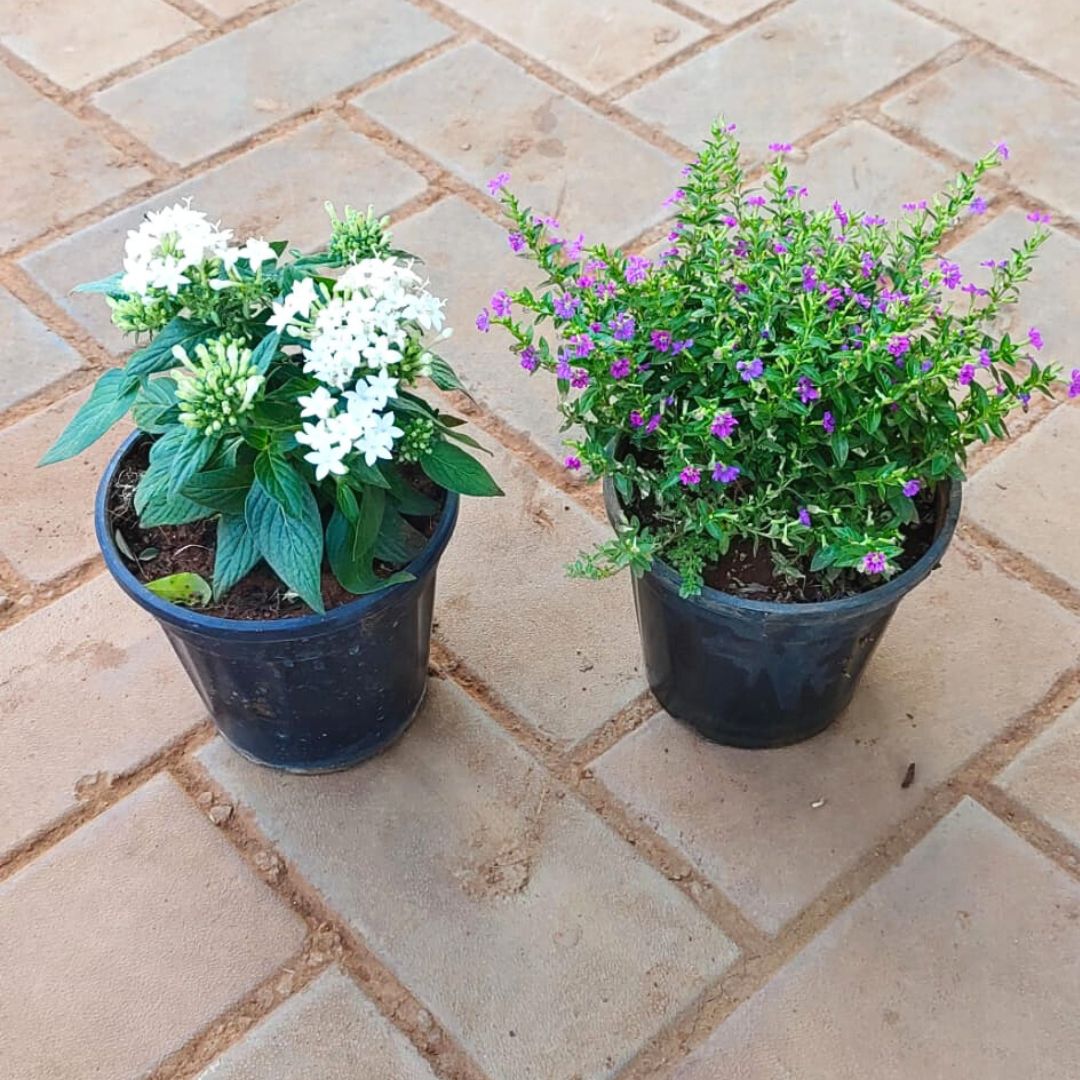Set of 2 - Pentas White & Cuphea Pink in 4 Inch Nursery Pot