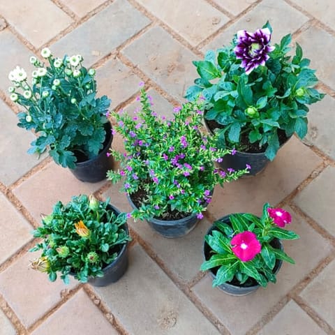 Set of 5 - Chrysanthemum White, Dahlia (Any Colour), Cuphea Pink, Gazania (Any Colour) & Periwinkle Pink in 4 Inch Nursery Pot