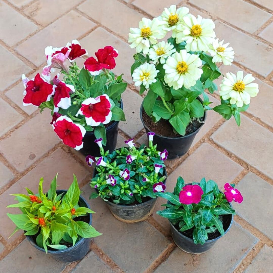 Set of 5 - Petunia (Any Colour), Zinnia White, Celosia Orange, Periwinkle Pink & Wishbone Purple in 4 Inch Nursery Pot