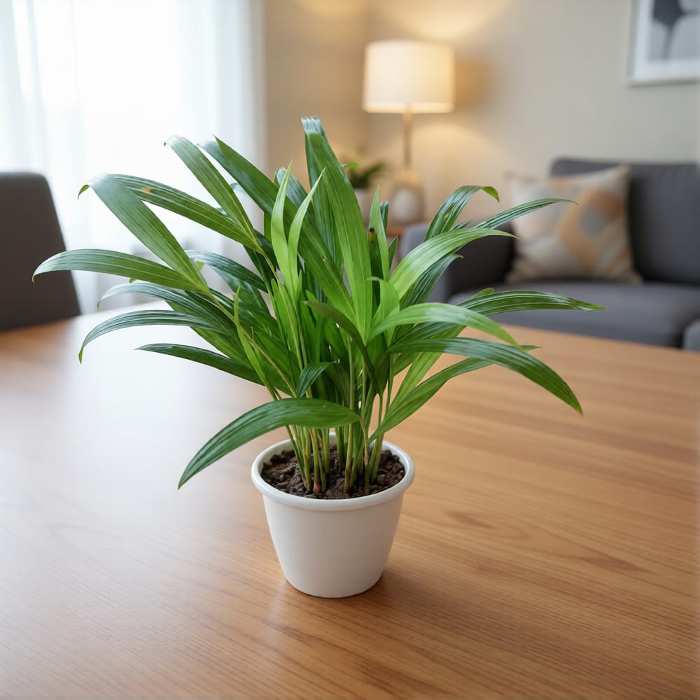 Table Areca Palm in 4 Inch Nursery Pot