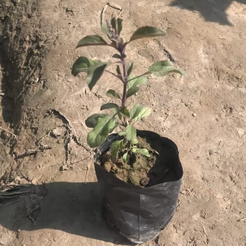 Shyama Tulsi in 4Inch Nursery Bag