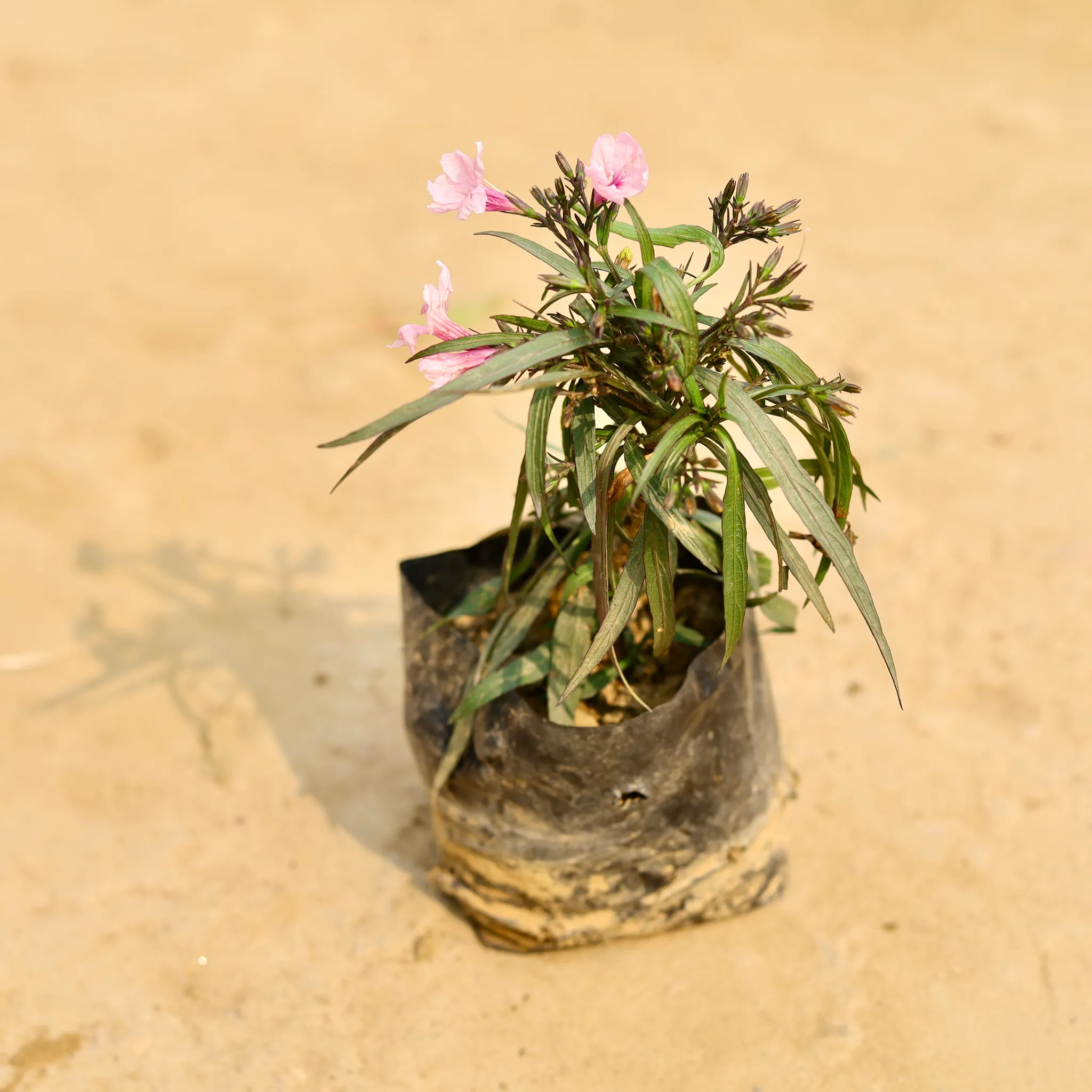 Ruellia (any colour) in 4 Inch Nursery Bag
