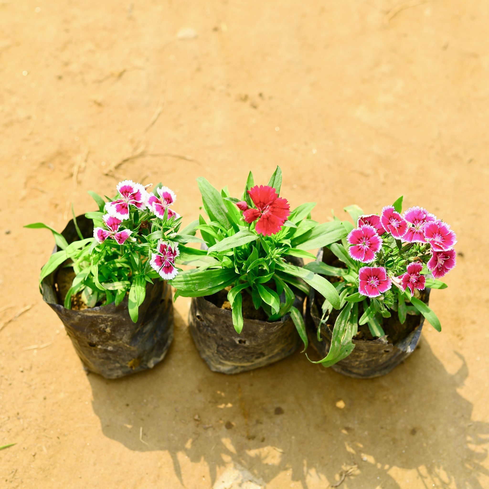 Set Of 3 - Dianthus (any colour) in 4 Inch Nursery Bag