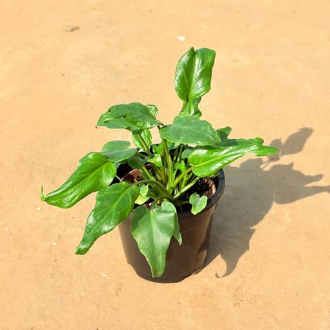 Xanadu Green in 4 Inch Nursery Pot