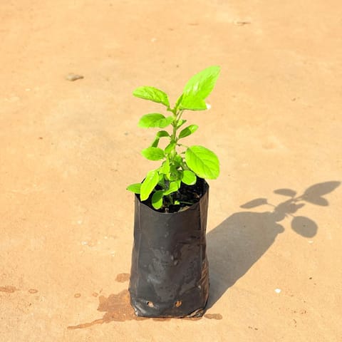 Rama Tulsi  in 4 Inch Nursery Bag