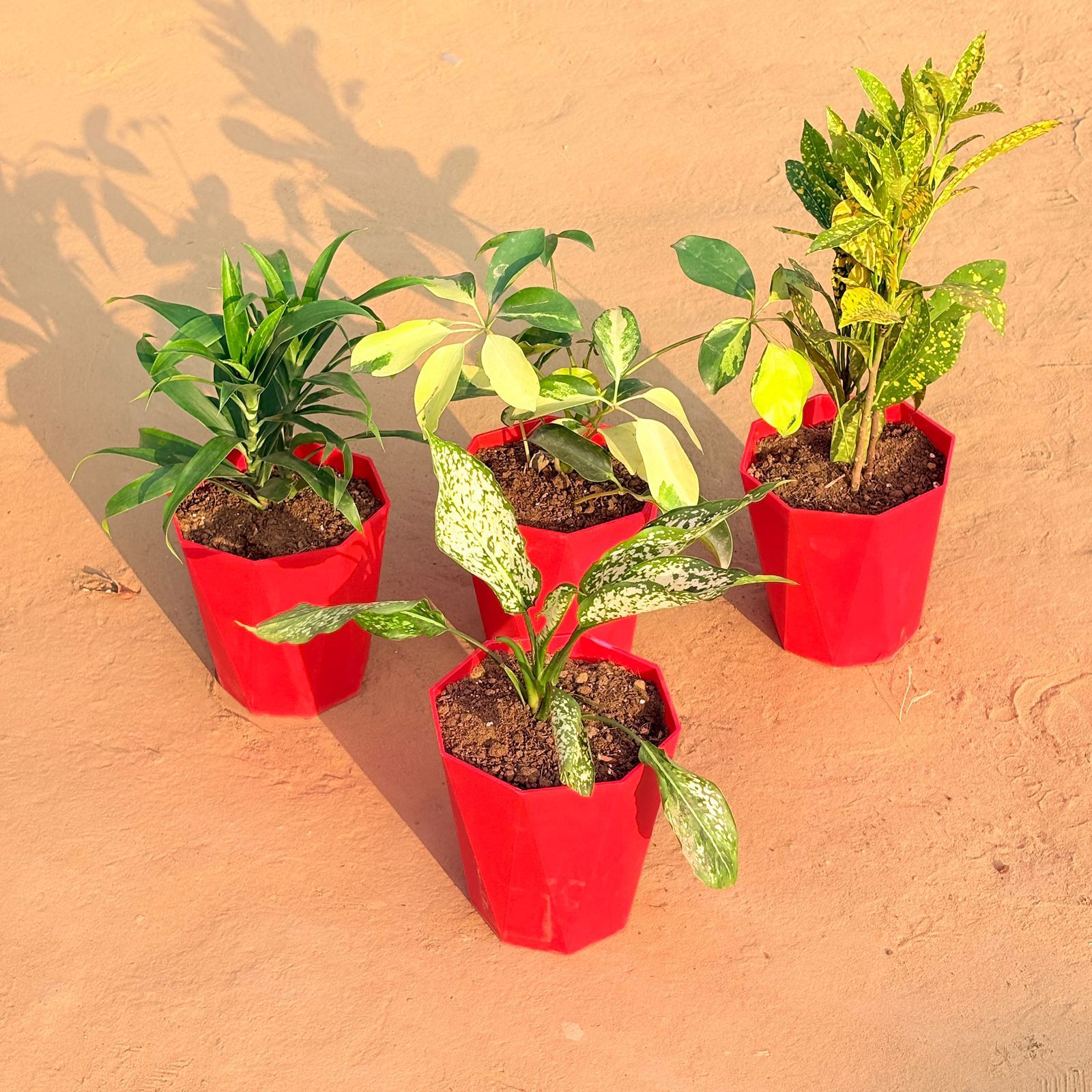 Set of 4 - Aglaonema Snow White, Dracaena Green, Baby Croton & Schefflera Brassia in 6 Inch Red Diamanti Plastic Pot