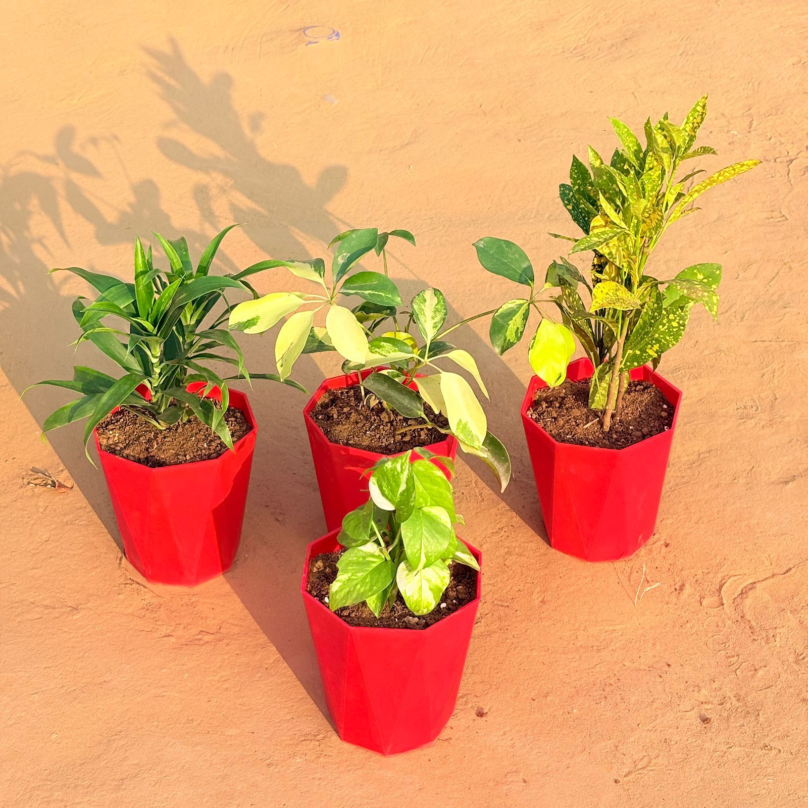 Set of 4 - Money Plant Marble, Dracaena Green, Baby Croton & Schefflera Brassia in 6 Inch Red Diamanti Plastic Pot