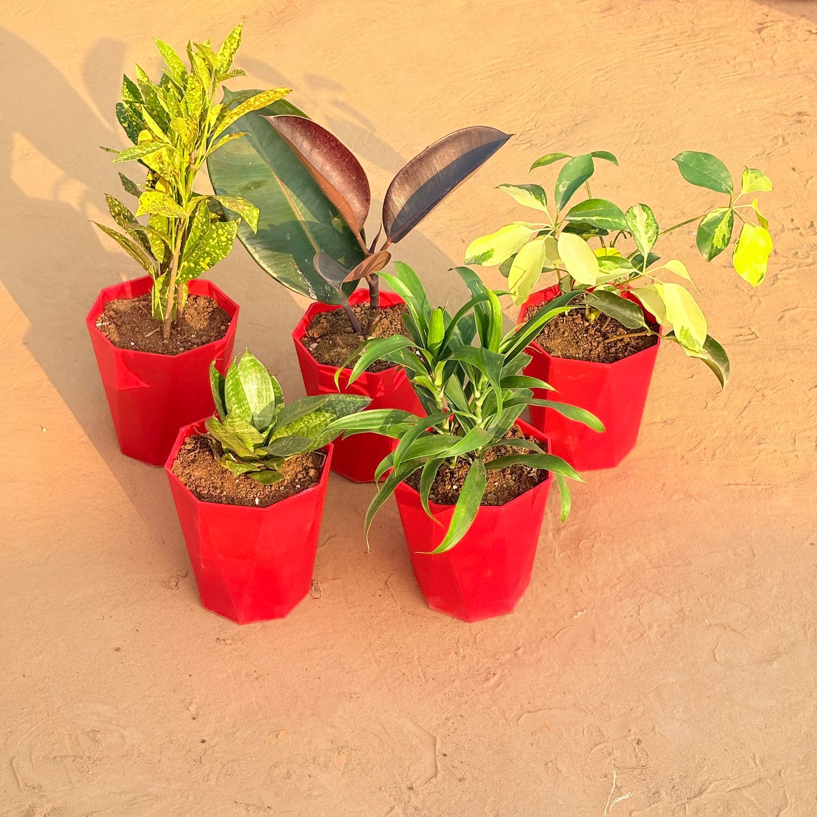 Set of 5 - Snake Plant, Schefflera Brassia, Baby Croton, Rubber Black & Dracaena Green in 6 Inch Red Diamanti Plastic Pot