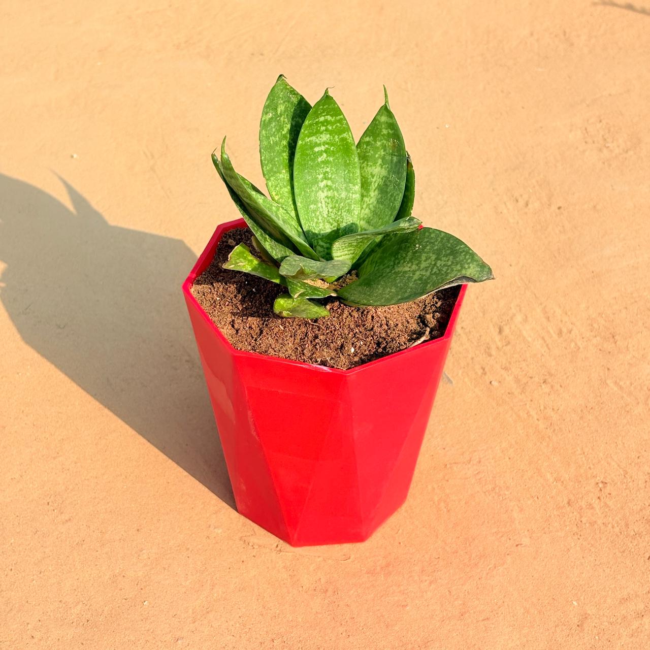Snake Plant in 6 Inch Red Diamanti Plastic Pot
