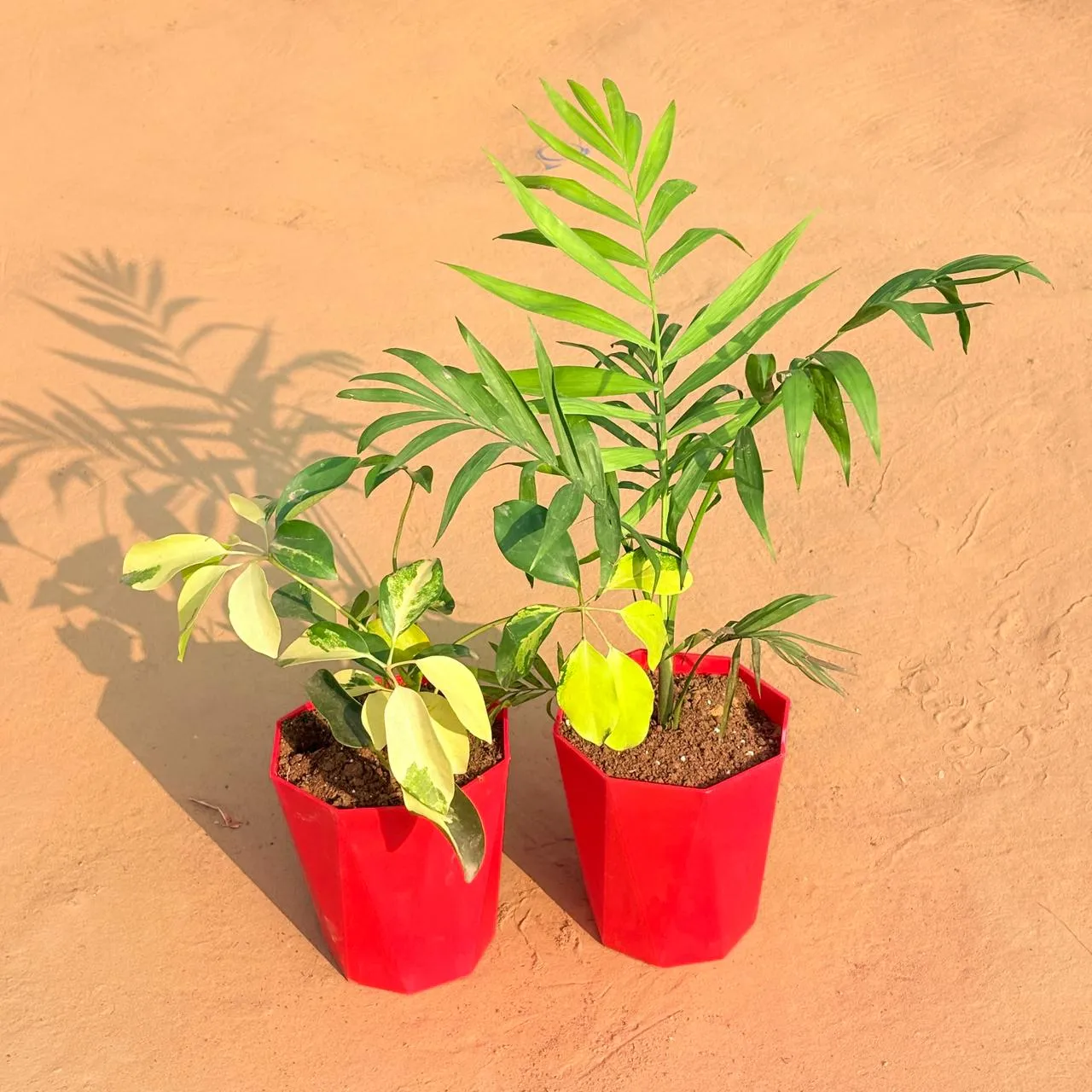 Set of 2 - Schefflera Brassia & Chamaedorea Palm in 6 Inch Red Diamanti Plastic Pot