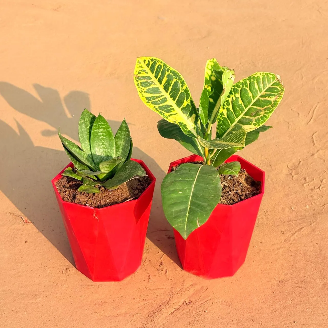 Set of 2 - Croton Petra Yellow & Snake Plant in 6 Inch Red Diamanti Plastic Pot
