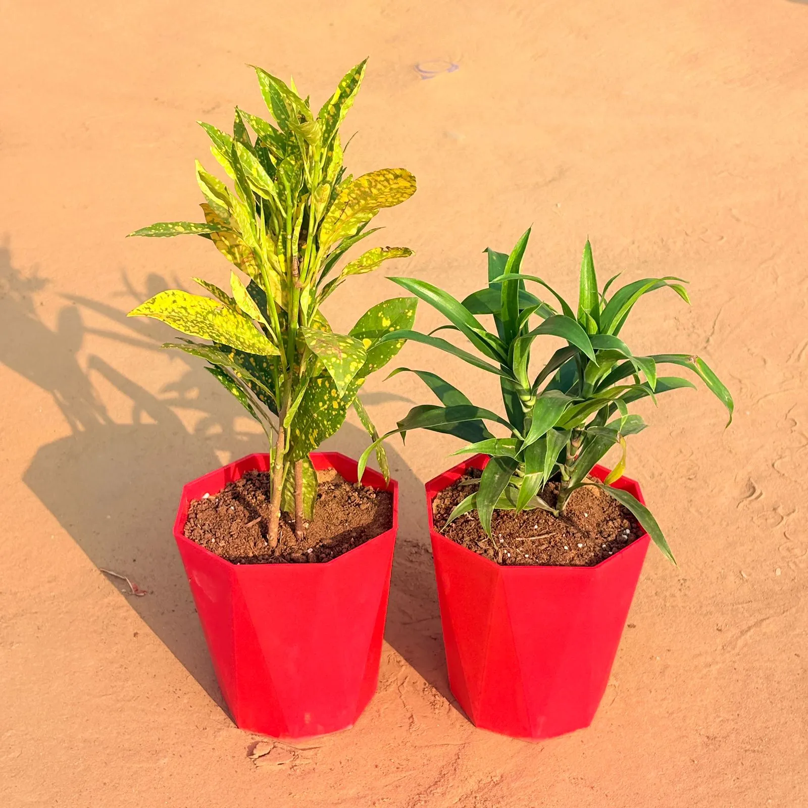 Set of 2 - Dracaena Green & Baby Croton in 6 Inch Red Diamanti Plastic Pot