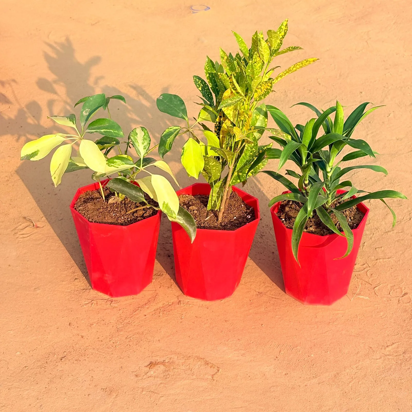 Set of 3 - Schefflera Brassia, Dracaena Green & Baby Croton in 6 Inch Red Diamanti Plastic Pot