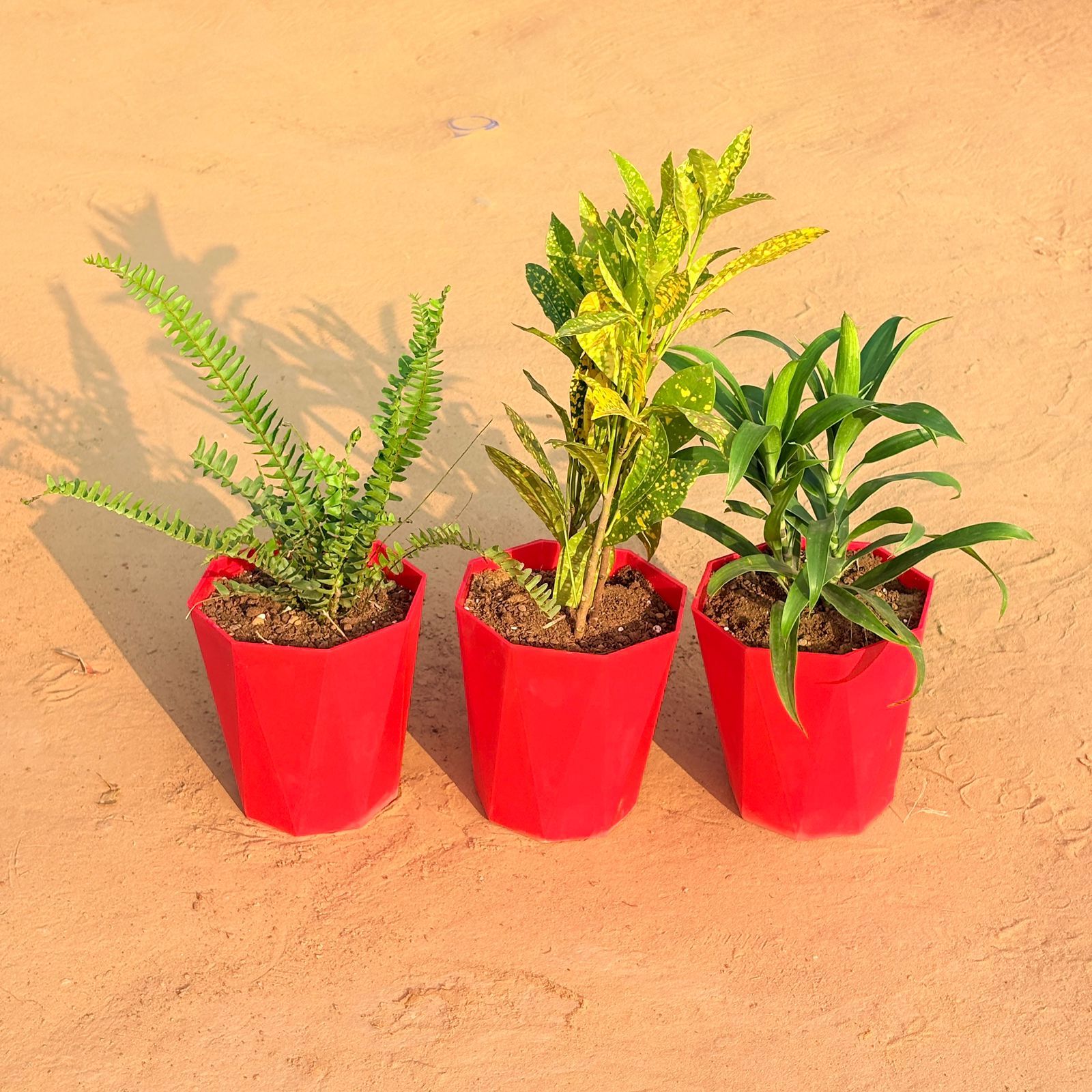 Set of 3 - Fern Green, Dracaena Green & Baby Croton in 6 Inch Red Diamanti Plastic Pot
