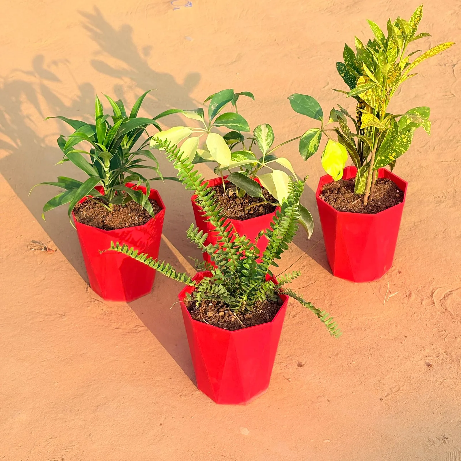Set of 4 - Fern Green, Dracaena Green, Baby Croton & Schefflera Brassia in 6 Inch Red Diamanti Plastic Pot