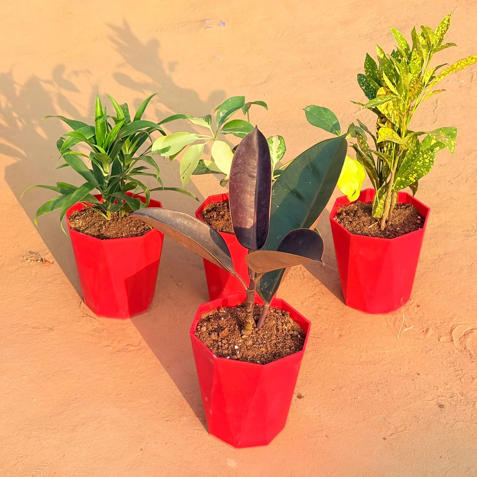 Set of 4 - Rubber Black, Dracaena Green, Baby Croton & Schefflera Brassia in 6 Inch Red Diamanti Plastic Pot