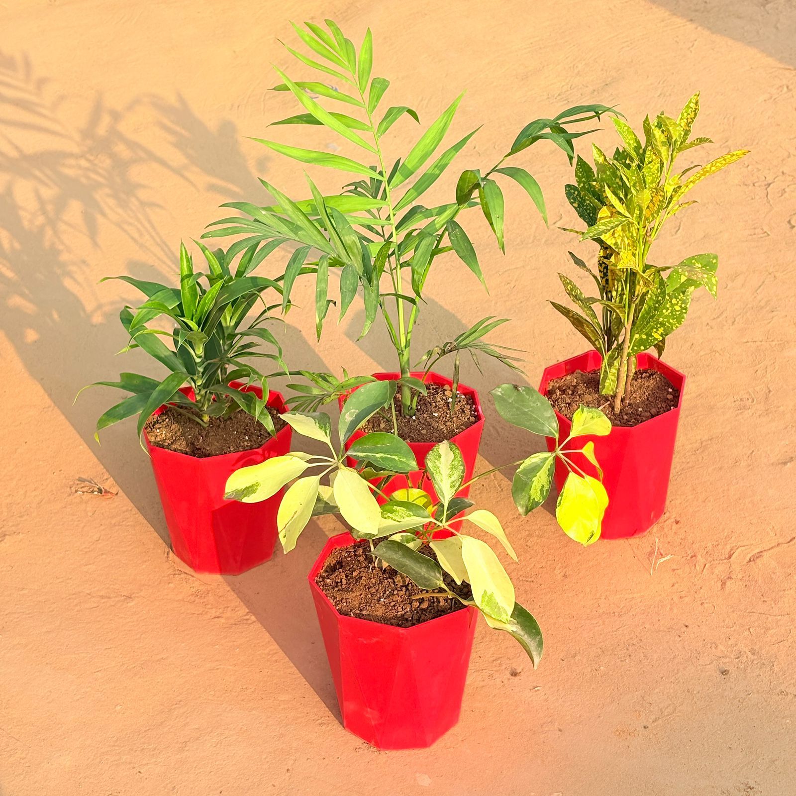 Set of 4 - Chamaedorea Palm, Dracaena Green, Baby Croton & Schefflera Brassia in 6 Inch Red Diamanti Plastic Pot