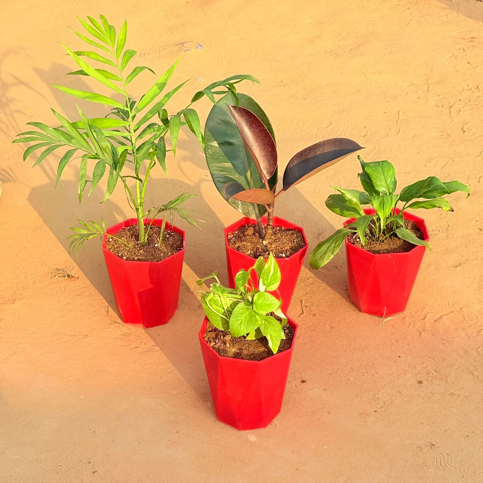 Set of 4 - Money Plant Marble, Chamaedorea Palm, Peace Lily & Rubber Black in 6 Inch Red Diamanti Plastic Pot