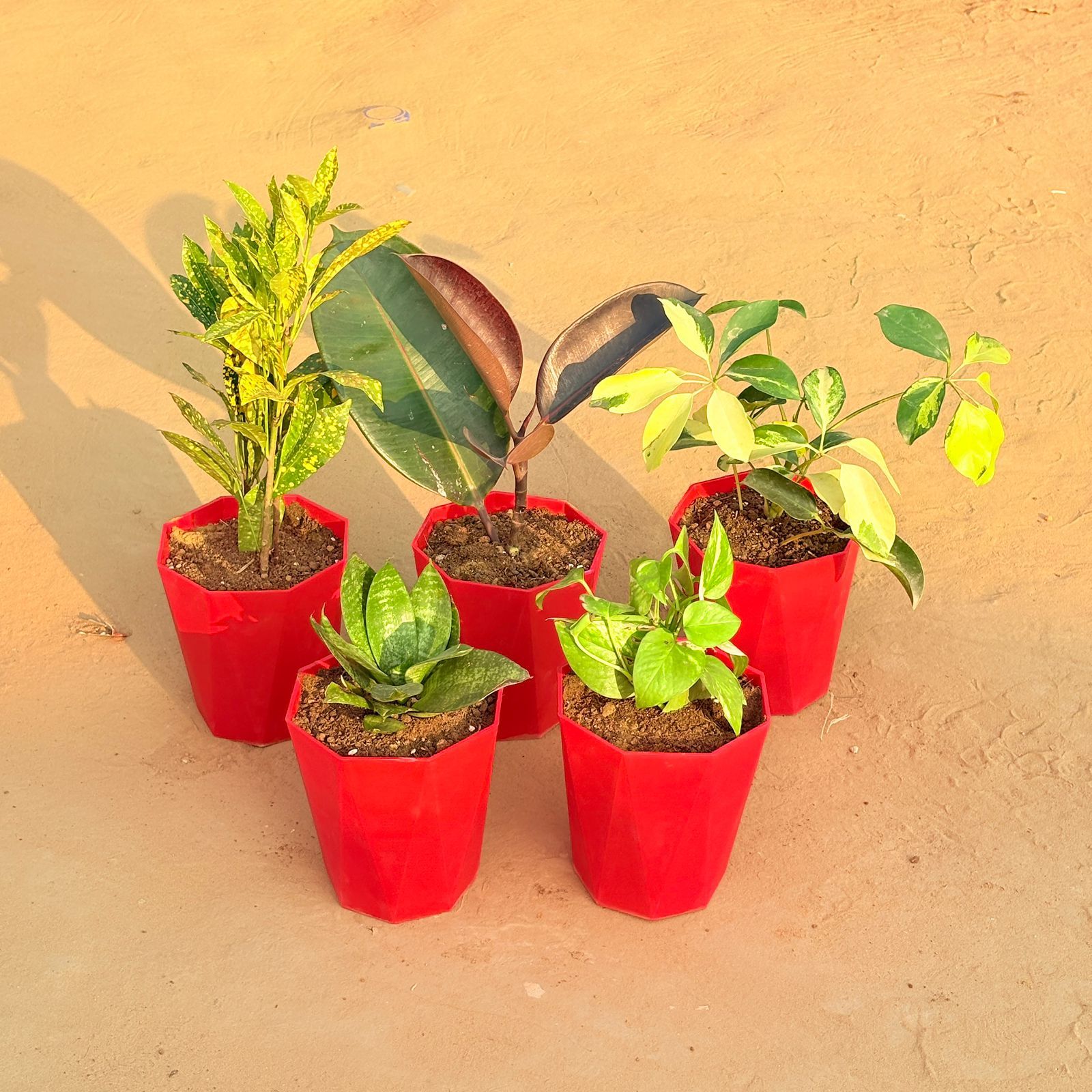 Set of 5 - Snake Plant, Schefflera Brassia, Baby Croton, Rubber Black & Money Plant Marble in 6 Inch Red Diamanti Plastic Pot