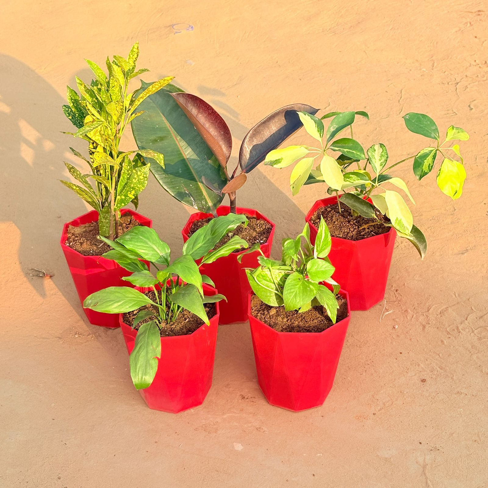 Set of 5 - Peace Lily, Schefflera Brassia, Baby Croton, Rubber Black & Money Plant Marble in 6 Inch Red Diamanti Plastic Pot