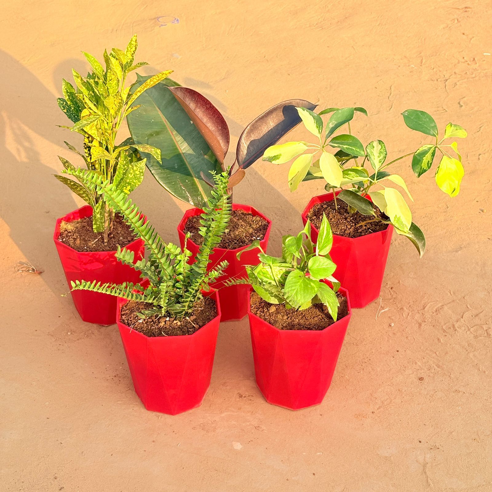 Set of 5 - Fern Green, Schefflera Brassia, Baby Croton, Rubber Black & Money Plant Marble in 6 Inch Red Diamanti Plastic Pot
