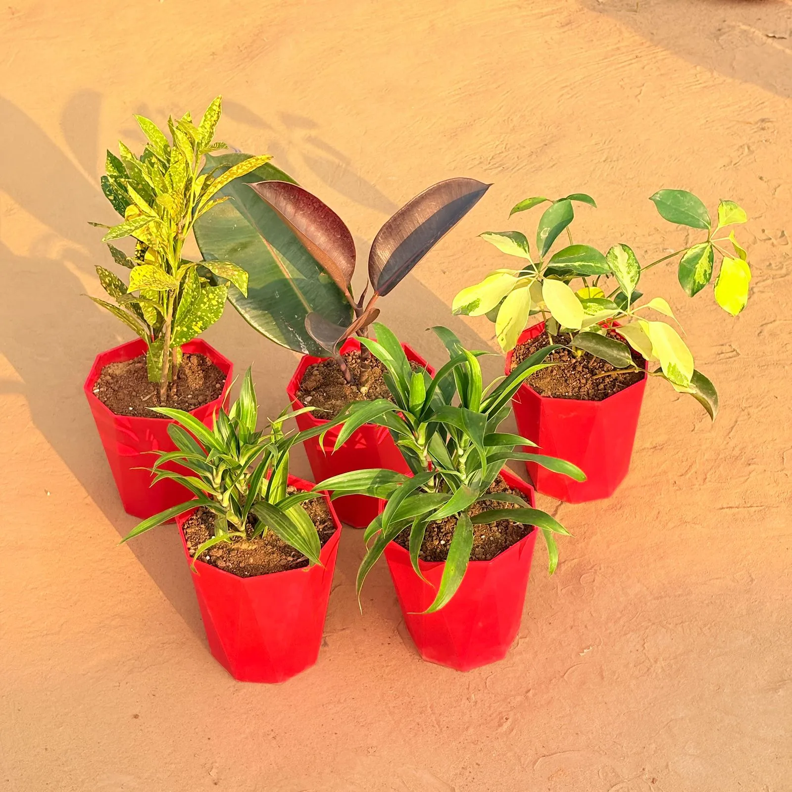 Set of 5 - Dracaena Messenger, Schefflera Brassia, Baby Croton, Rubber Black & Dracaena Green in 6 Inch Red Diamanti Plastic Pot