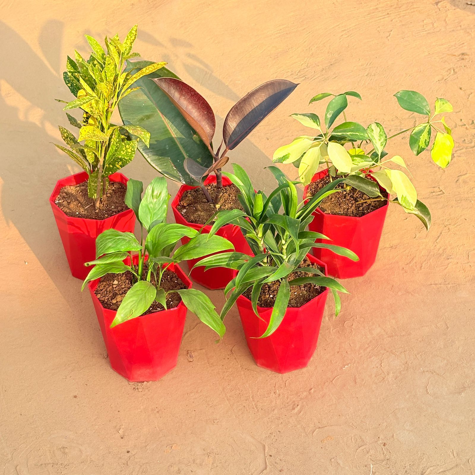 Set of 5 - Peace Lily, Schefflera Brassia, Baby Croton, Rubber Black & Dracaena Green in 6 Inch Red Diamanti Plastic Pot