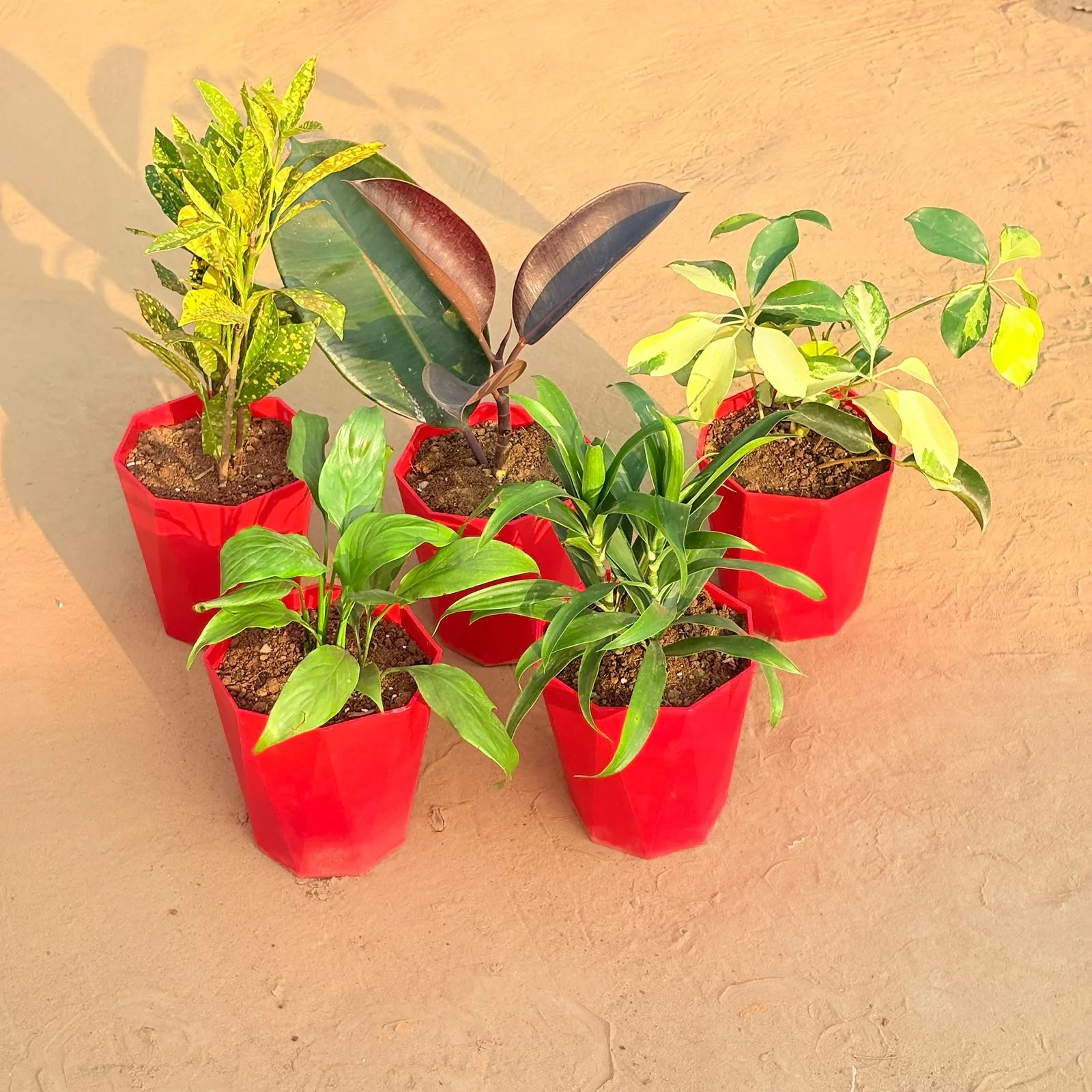Set of 5 - Peace Lily, Schefflera Brassia, Baby Croton, Rubber Black & Dracaena Green in 6 Inch Red Diamanti Plastic Pot