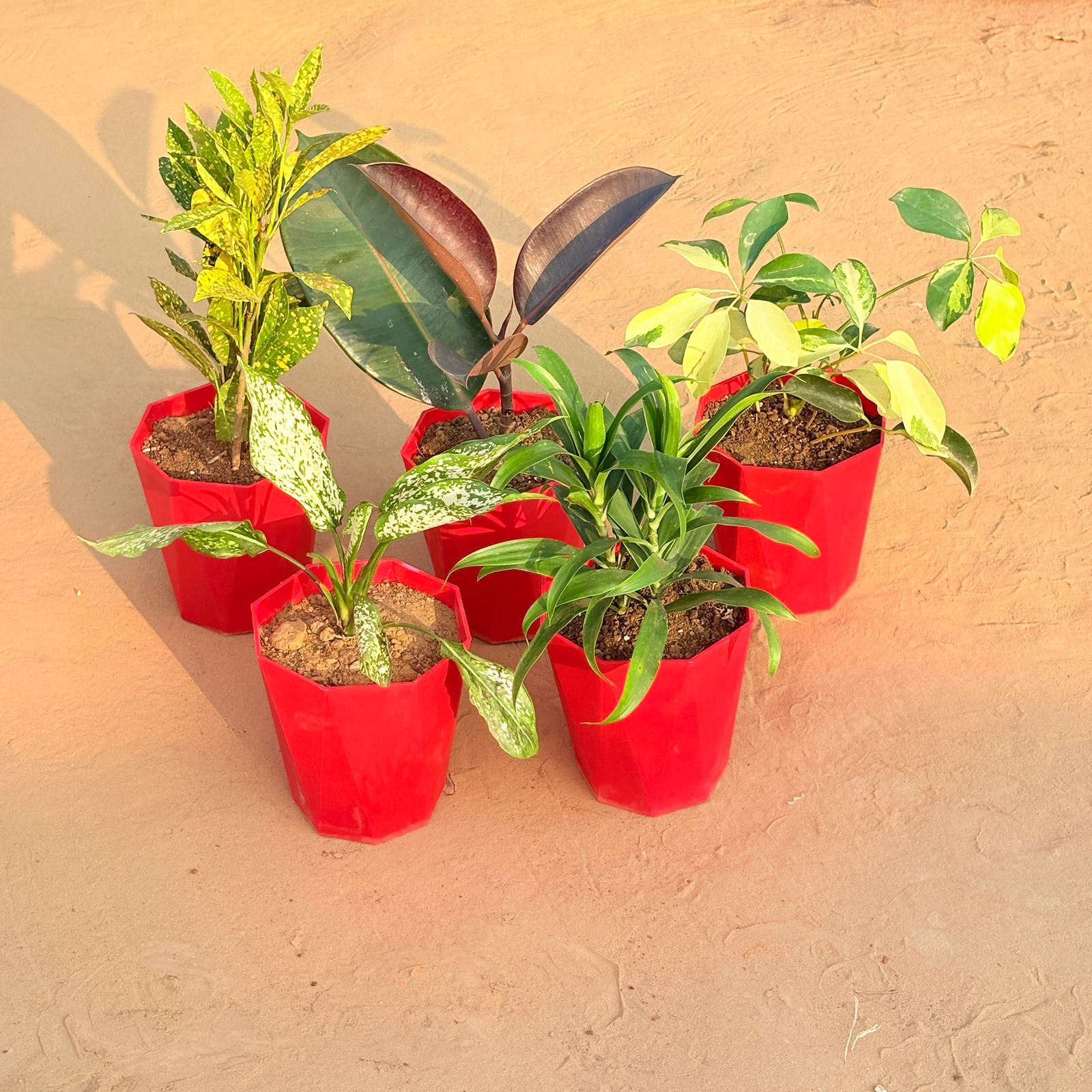 Set of 5 - Aglaonema Snow White, Schefflera Brassia, Baby Croton, Rubber Black & Dracaena Green in 6 Inch Red Diamanti Plastic Pot