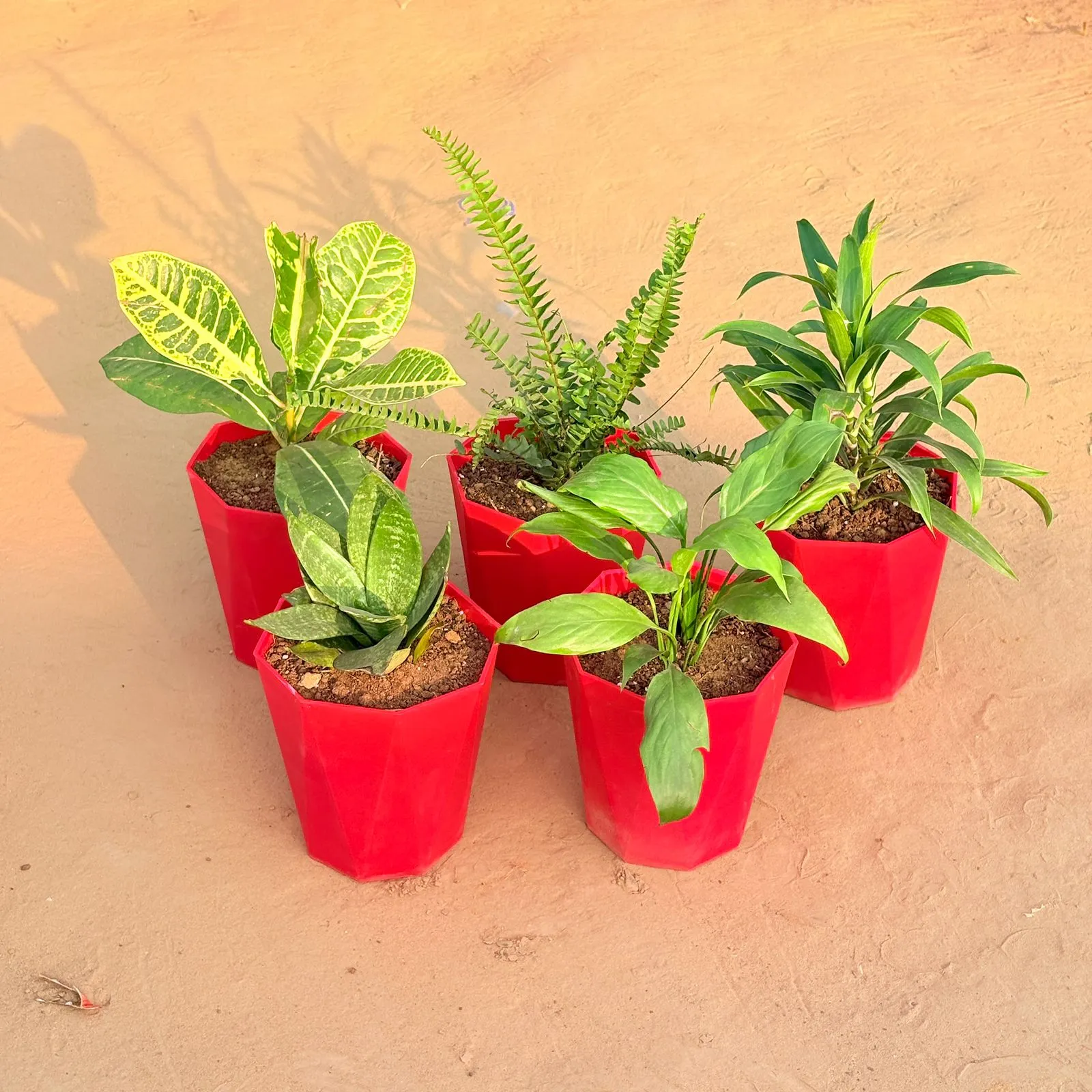 Set of 5 - Snake Plant, Croton Petra Yellow, Fern Green, Dracaena Green & Peace Lily in 6 Inch Red Diamanti Plastic Pot