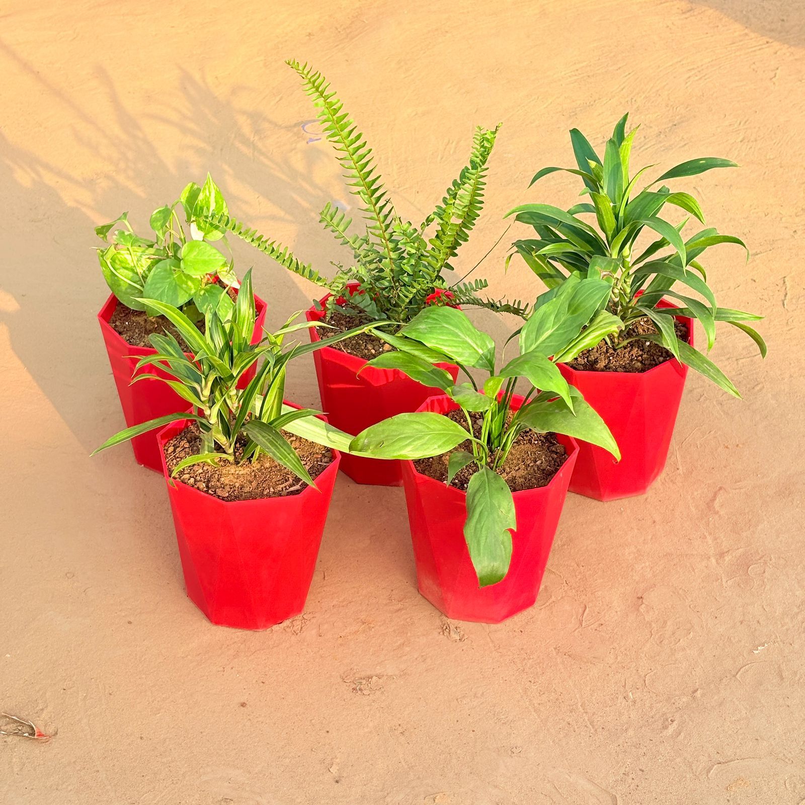 Set of 5 - Dracaena Messenger, Money Plant Marble, Fern Green, Dracaena Green & Peace Lily in 6 Inch Red Diamanti Plastic Pot