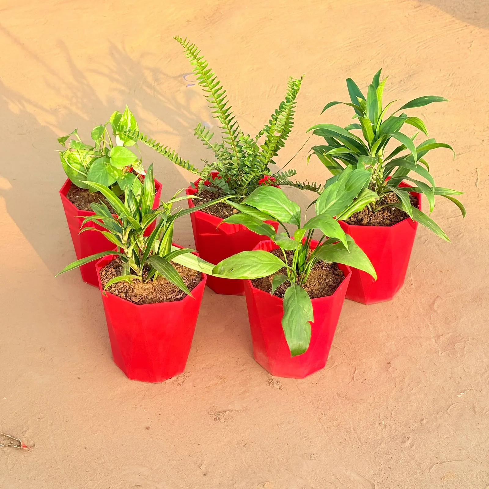 Set of 5 - Dracaena Messenger, Money Plant Marble, Fern Green, Dracaena Green & Peace Lily in 6 Inch Red Diamanti Plastic Pot