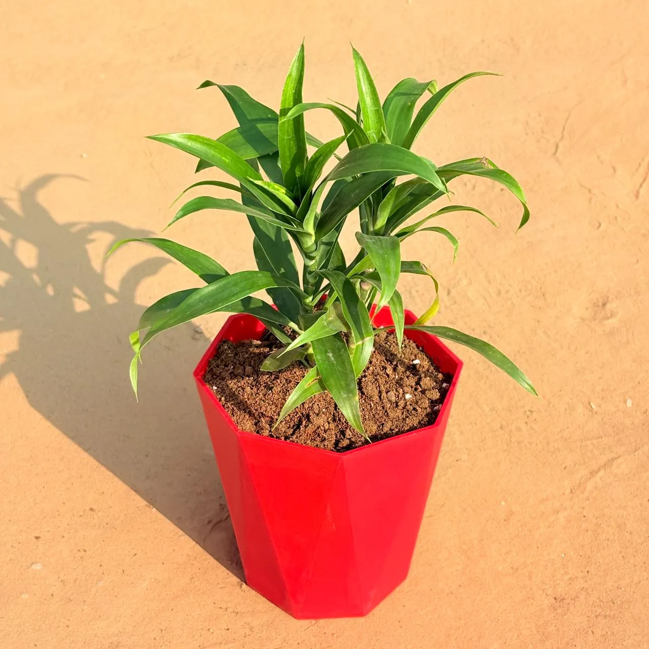 Dracaena Green in 6 Inch Red Diamanti Plastic Pot
