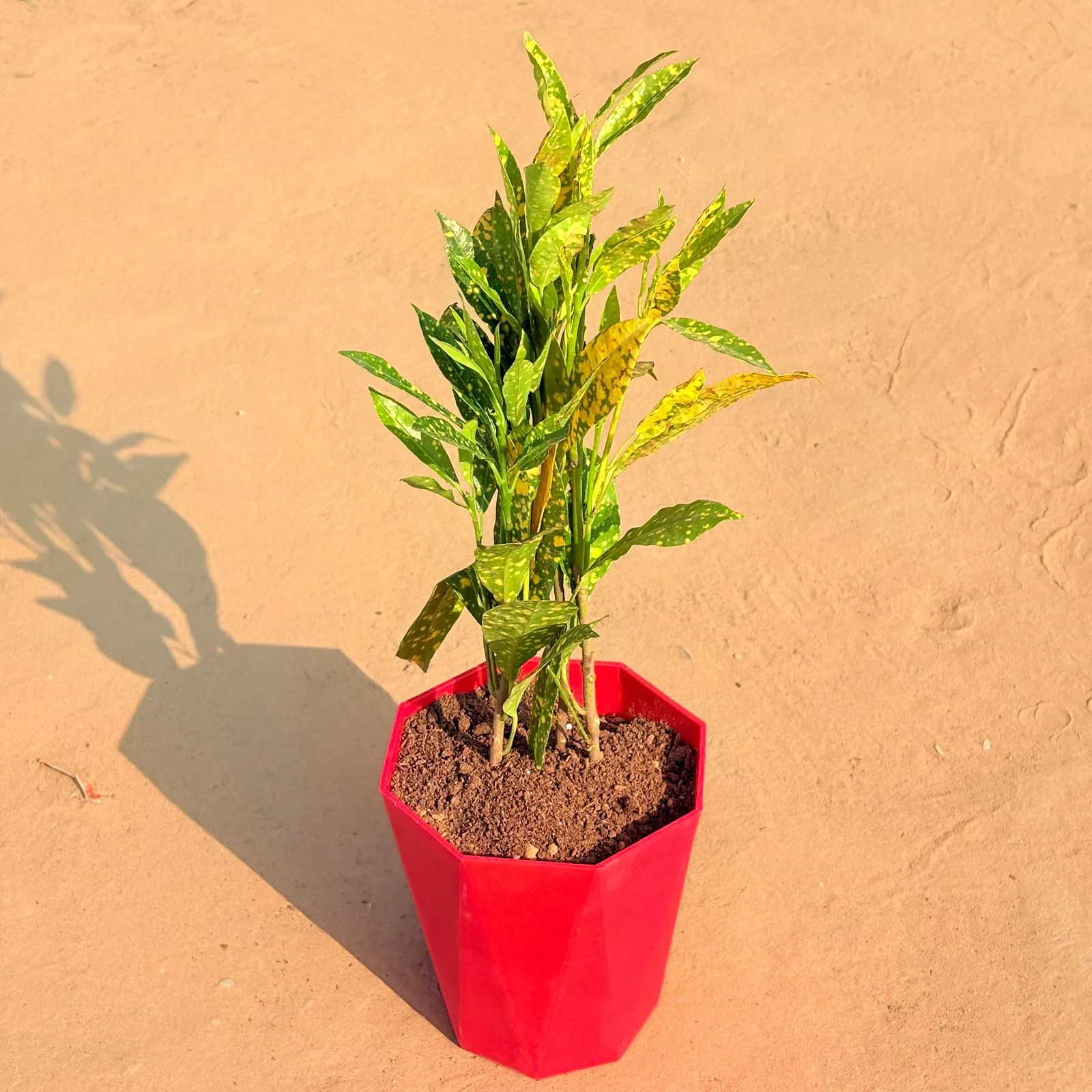 Baby Croton in 6 Inch Red Diamanti Plastic Pot