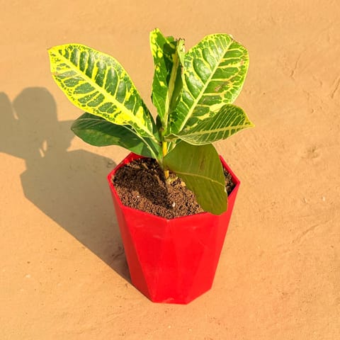 Croton Petra Yellow in 6 Inch Live Plant Red Diamanti Plastic Pot