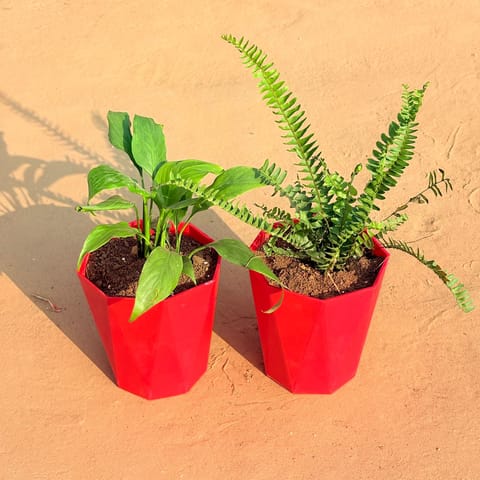 Set of 2 - Fern Green & Peace Lily in 6 Inch Live Plant Red Diamanti Plastic Pot