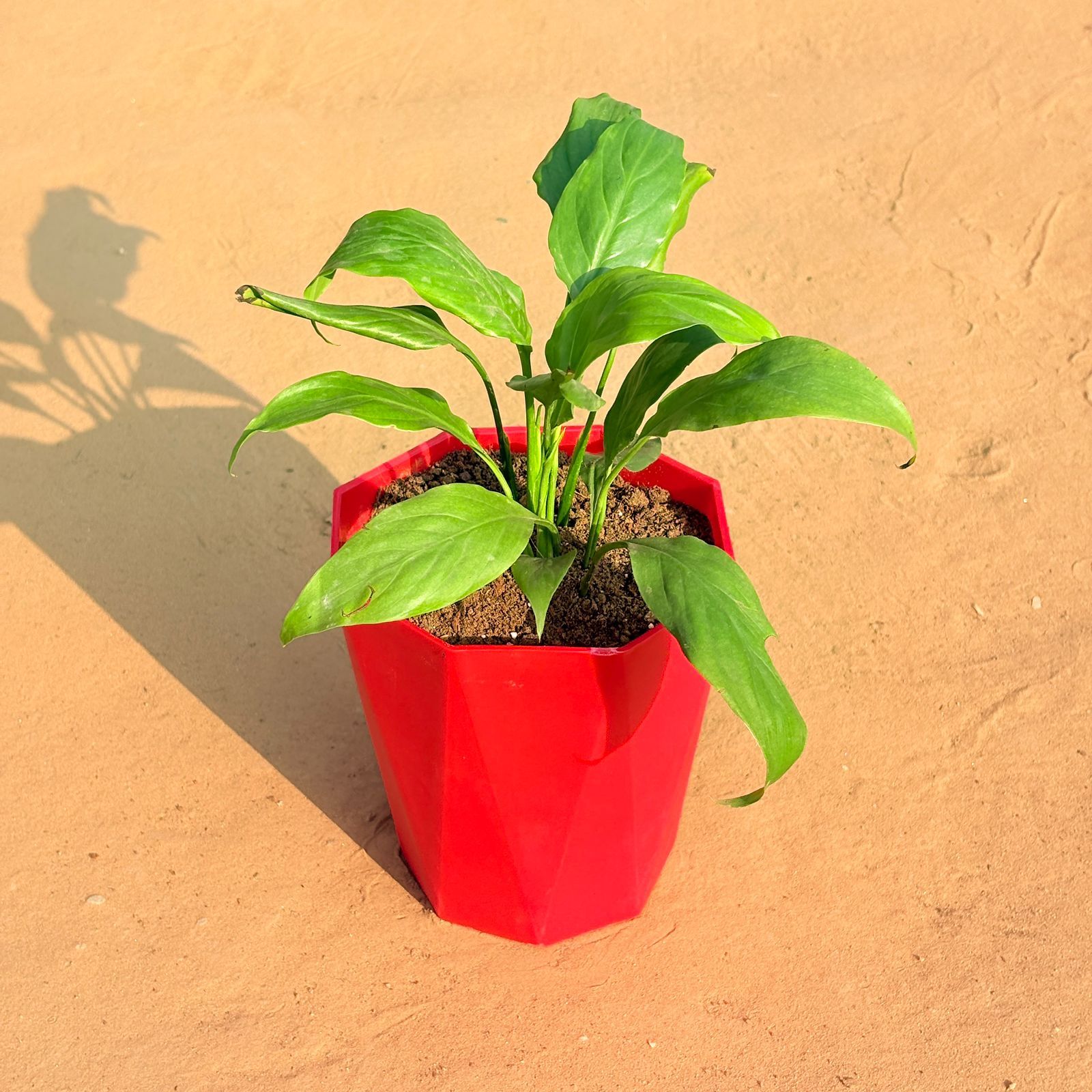 Peace Lily in 6 Inch Red Diamanti Plastic Pot