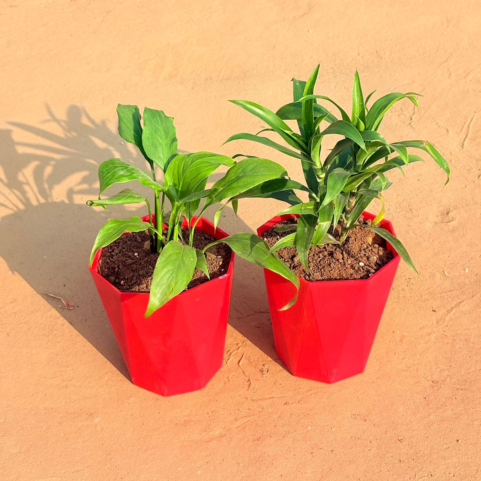 Set of 2 - Dracaena Green & Peace Lily in 6 Inch Red Diamanti Plastic Pot