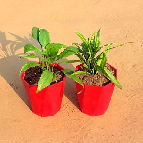 Set of 2 - Dracaena Messenger & Peace Lily in 6 Inch Live Plant Red Diamanti Plastic Pot