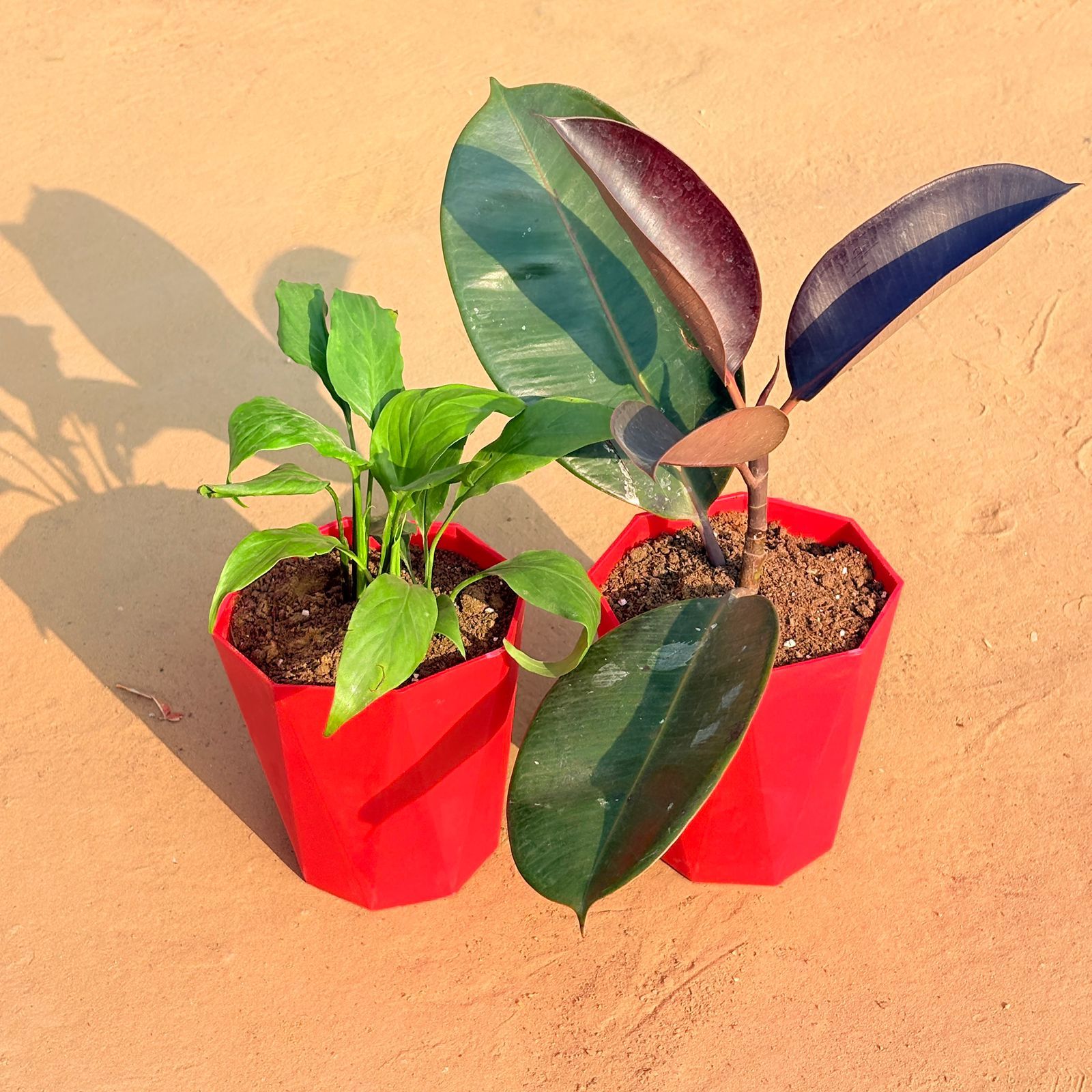 Set of 2 - Rubber Black & Peace Lily in 6 Inch Red Diamanti Plastic Pot