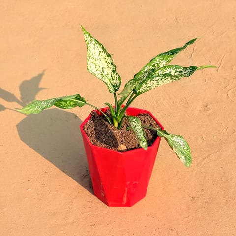 Aglaonema Snow White in 6 Inch Live Fresh Plant Red Diamanti Plastic Pot in Sector 76