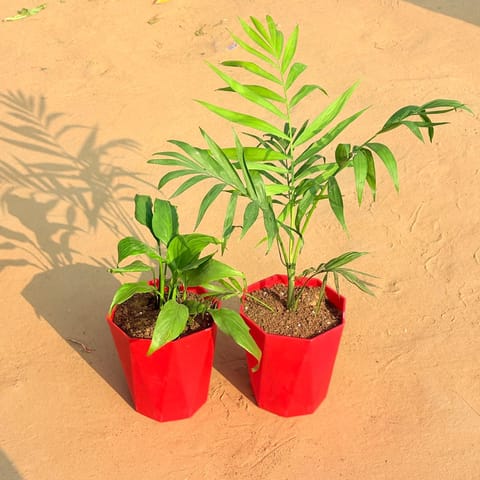 Set of 2 - Chamaedorea Palm & Peace Lily in 6 Inch Live Plant Red Diamanti Plastic Pot