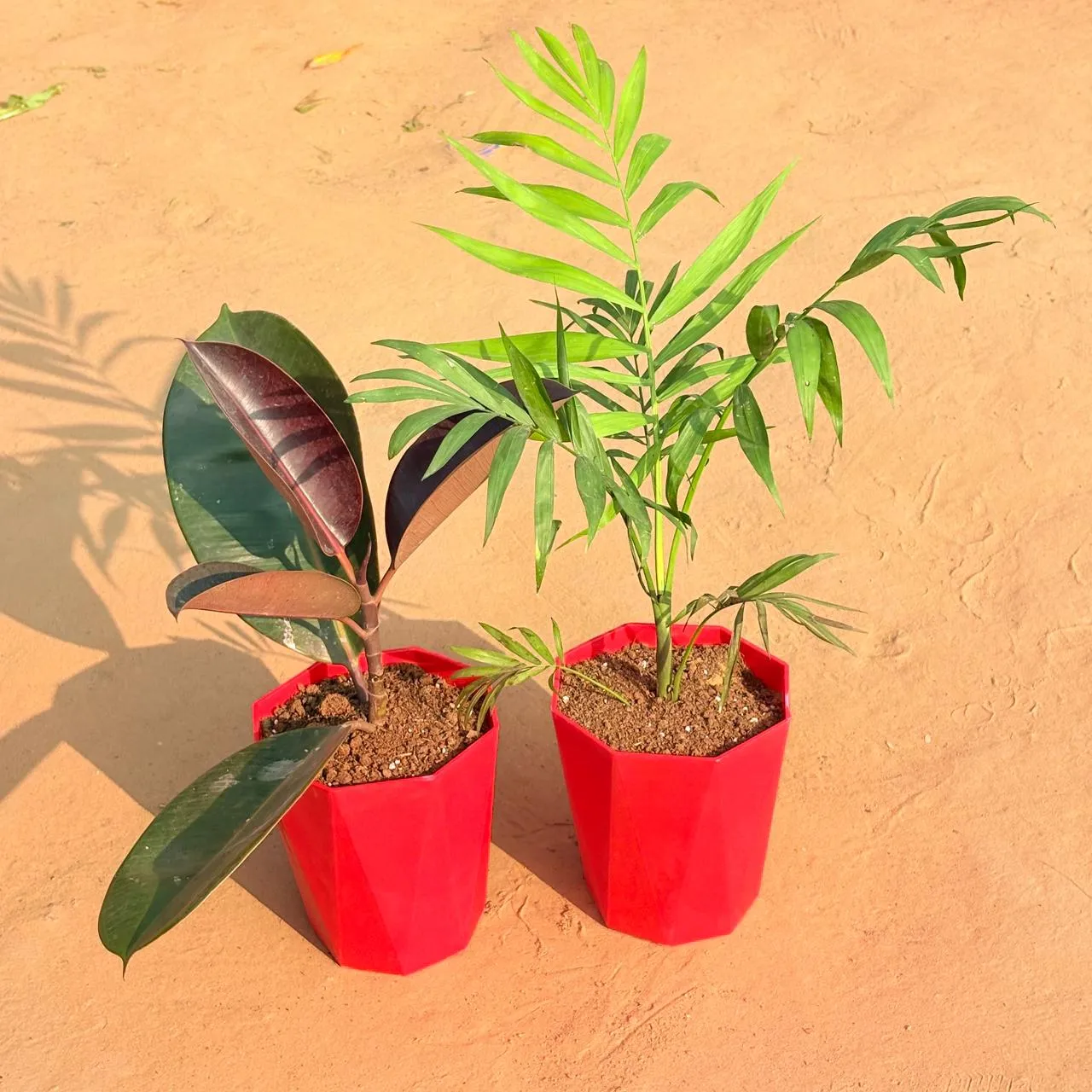 Set of 2 - Rubber Black & Chamaedorea Palm in 6 Inch Red Diamanti Plastic Pot