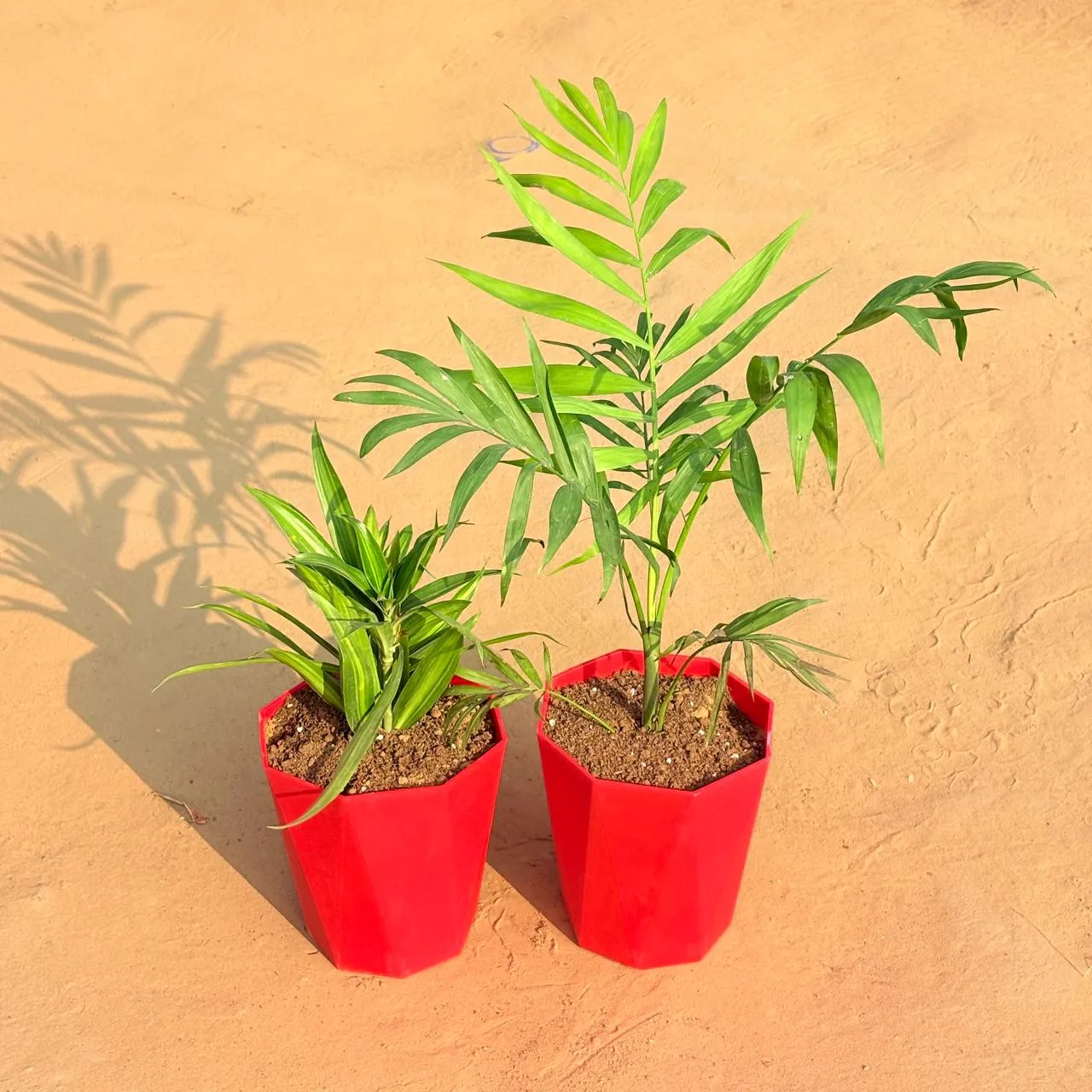 Set of 2 - Dracaena Messenger & Chamaedorea Palm in 6 Inch Red Diamanti Plastic Pot