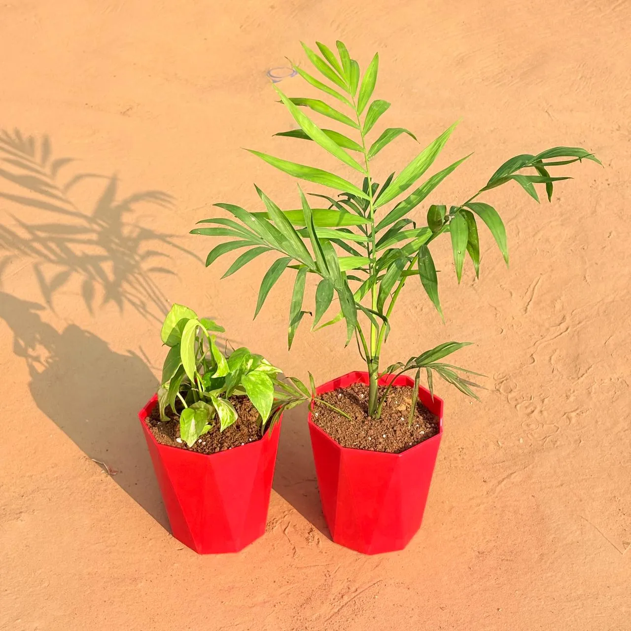 Set of 2 - Money Plant Marble & Chamaedorea Palm in 6 Inch Red Diamanti Plastic Pot
