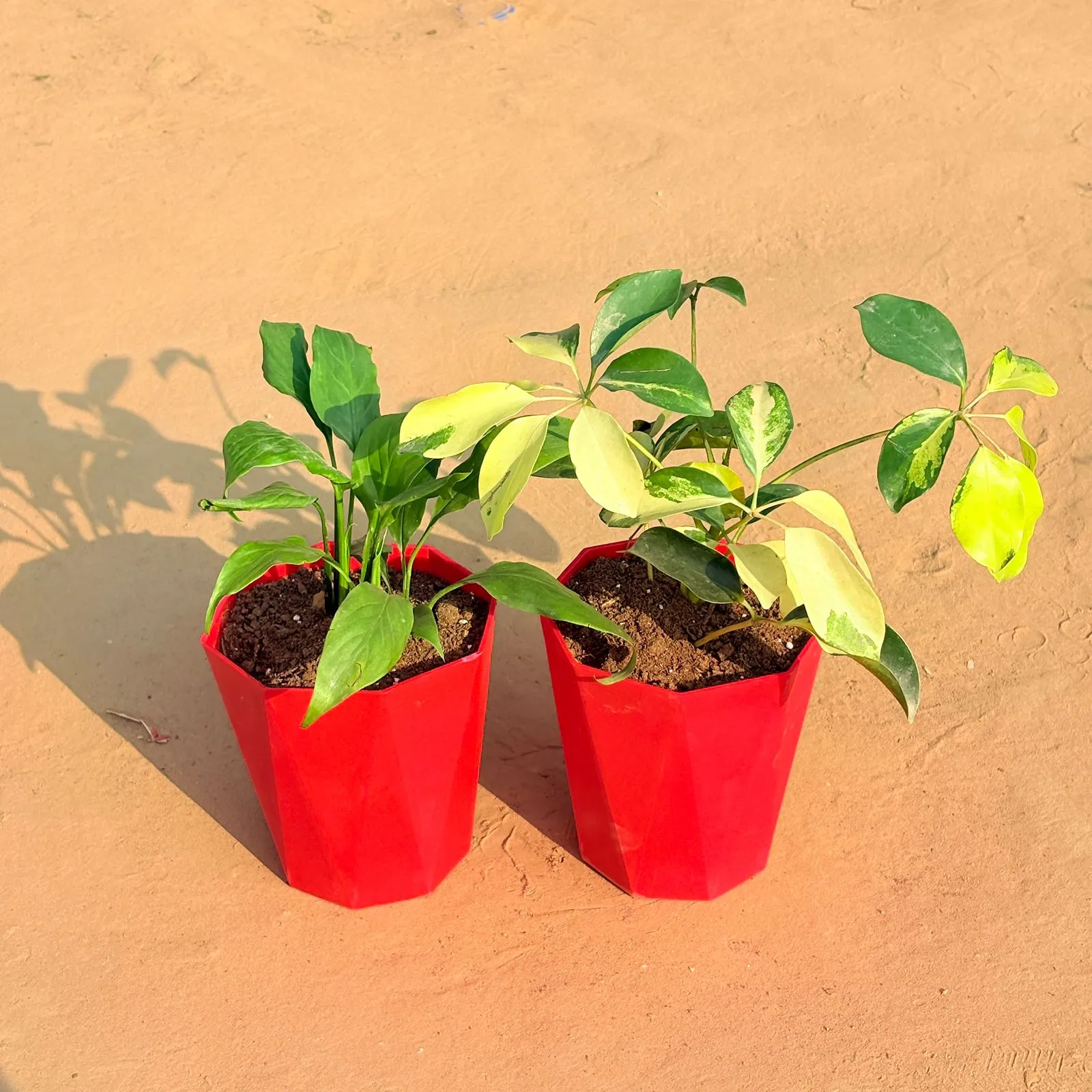 Set of 2 - Schefflera Brassia & Peace Lily in 6 Inch Red Diamanti Plastic Pot