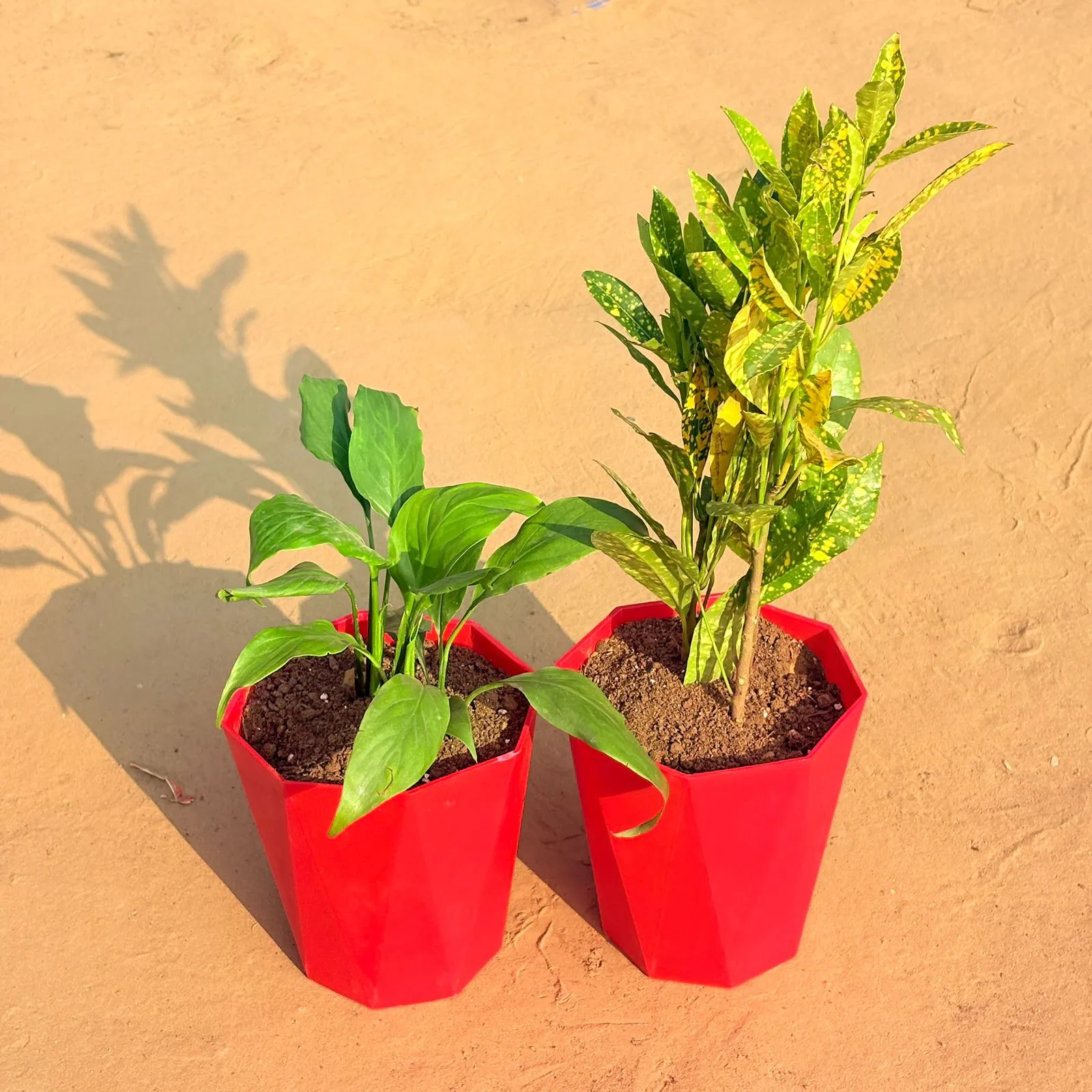 Set of 2 - Baby Croton & Peace Lily in 6 Inch Red Diamanti Plastic Pot