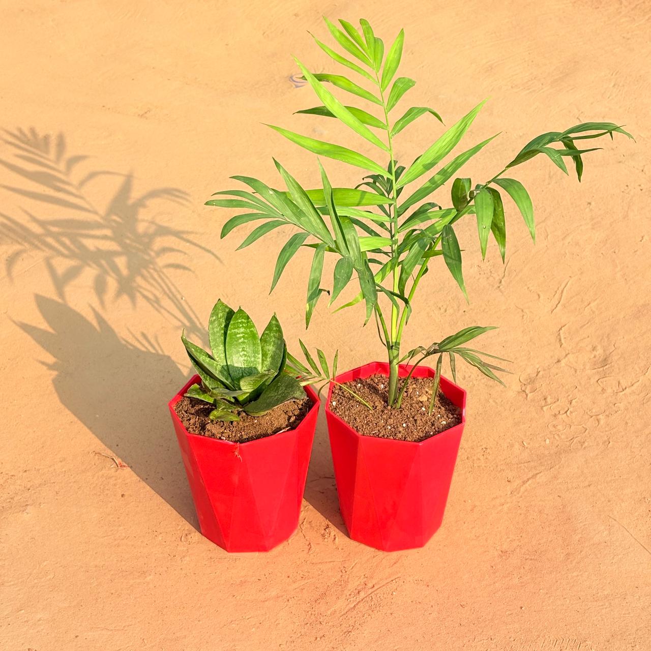 Set of 2 - Snake Plant & Chamaedorea Palm in 6 Inch Red Diamanti Plastic Pot
