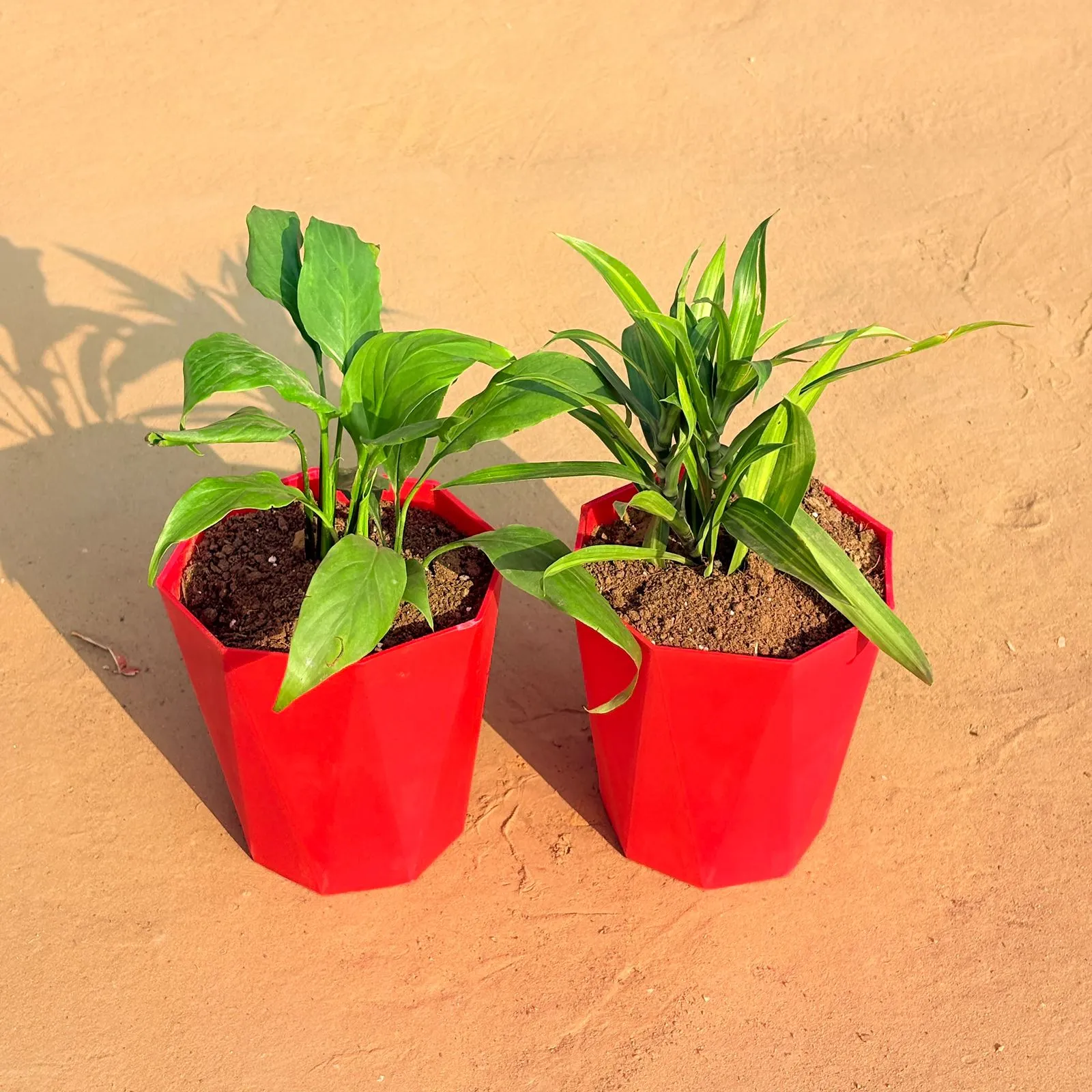 Set of 2 - Dracaena Messenger & Peace Lily in 6 Inch Red Diamanti Plastic Pot