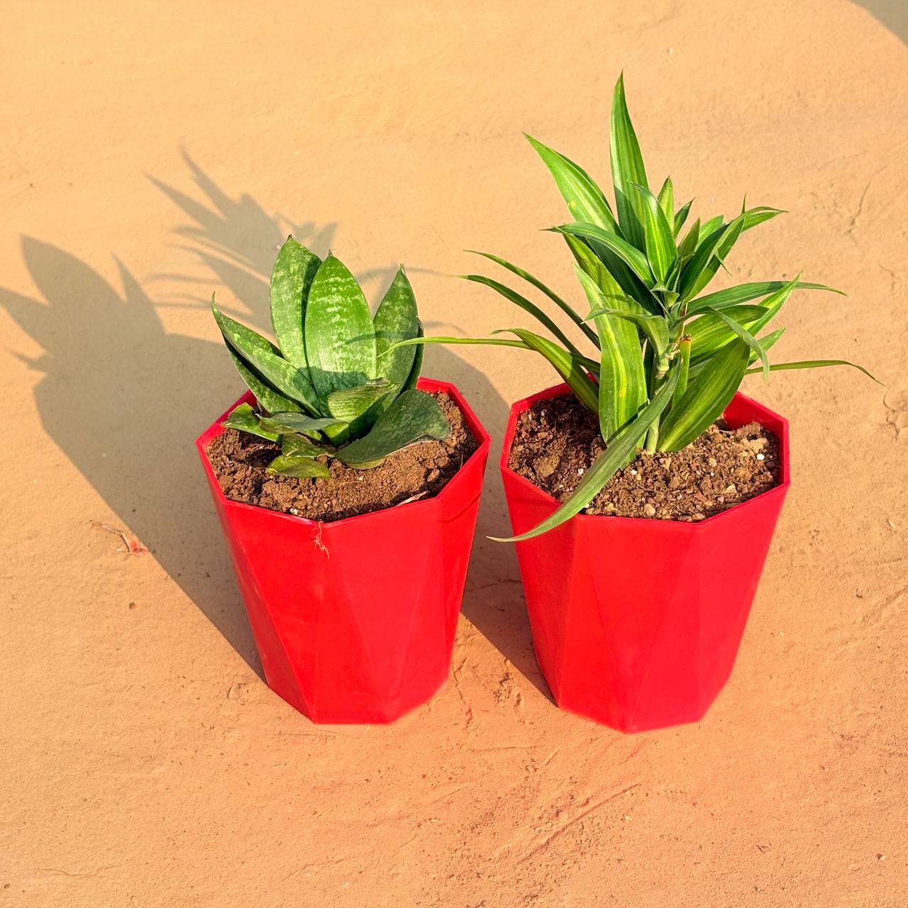 Set of 2 - Dracaena Messenger & Snake Plant in 6 Inch Red Diamanti Plastic Pot